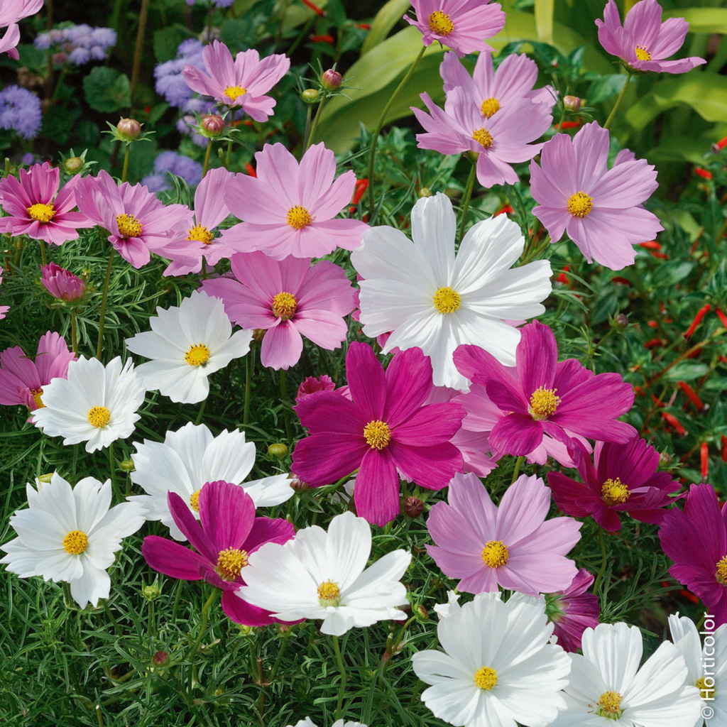 Cosmos Psyche Mix by Piccolo Seeds