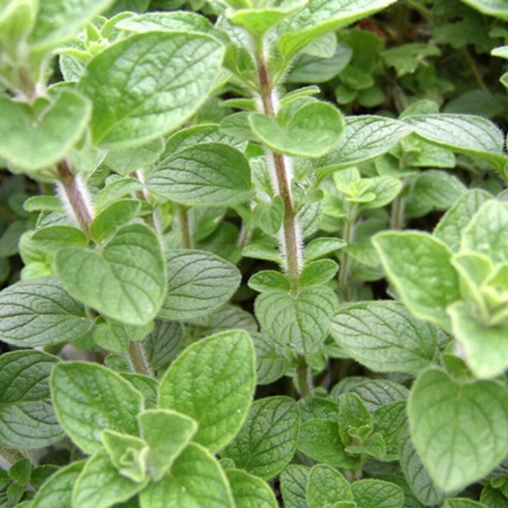 Mediterranean Herbs Set by Piccolo Seeds