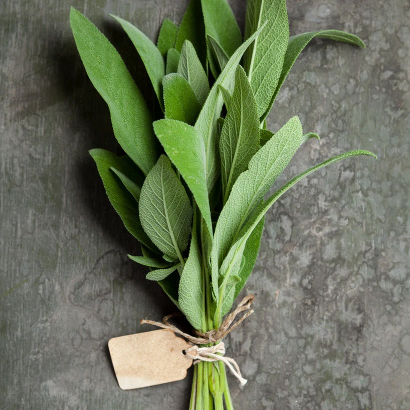 Mediterranean Herbs Set by Piccolo Seeds