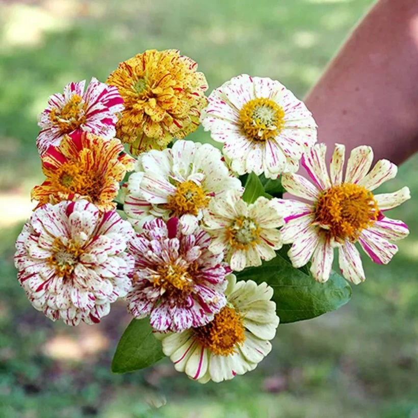 Old Flowers Meadow Set by Piccolo Seeds