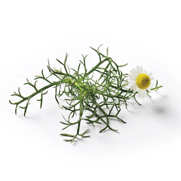 Chamomile Roman by Piccolo Seeds