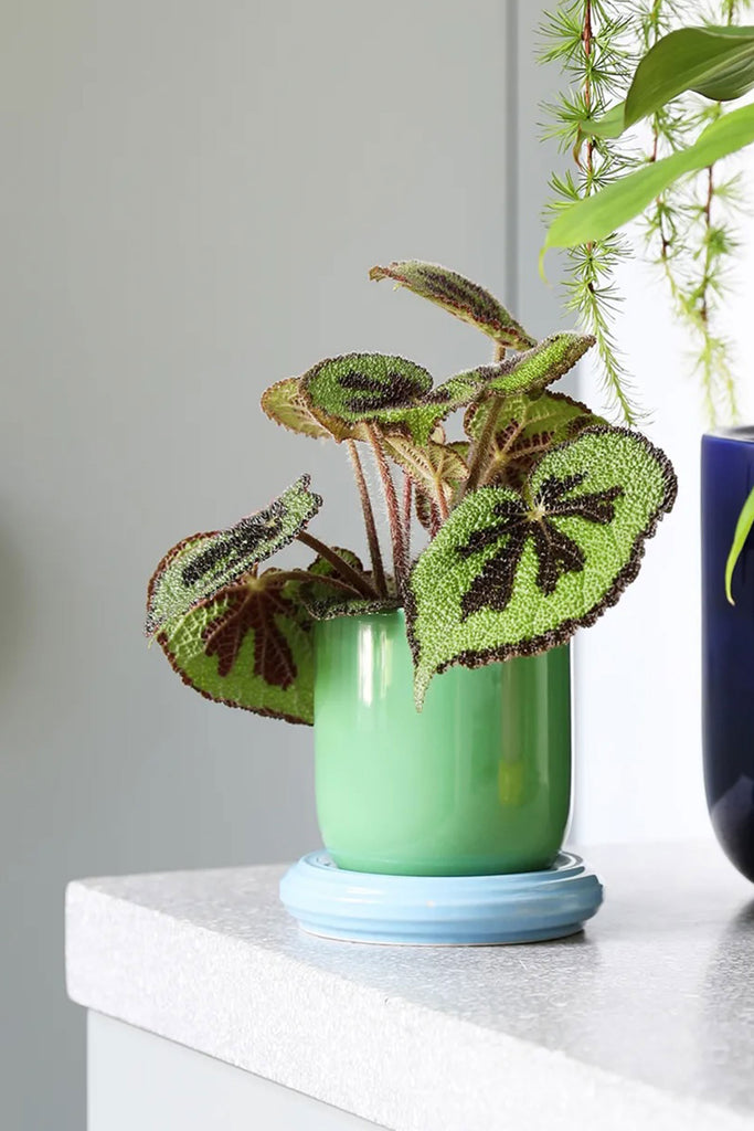 Churros Planter (Green) by &klevering